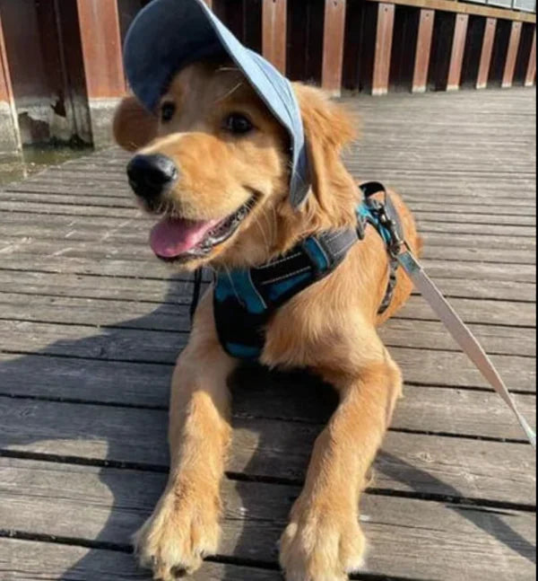 Outdoor Sun Protection Hood for Dogs